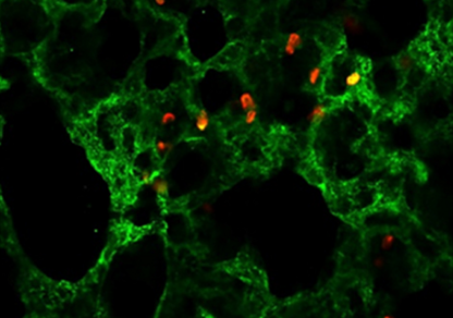 Грант РНФ № 25-19-00828